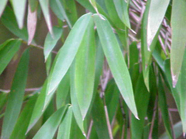Pseudosasa japonica (Arrow Bamboo)