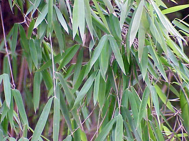 Pseudosasa japonica (Arrow Bamboo)