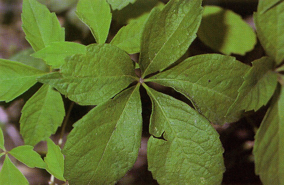 Parthenocissus inserta (thicket creeper)