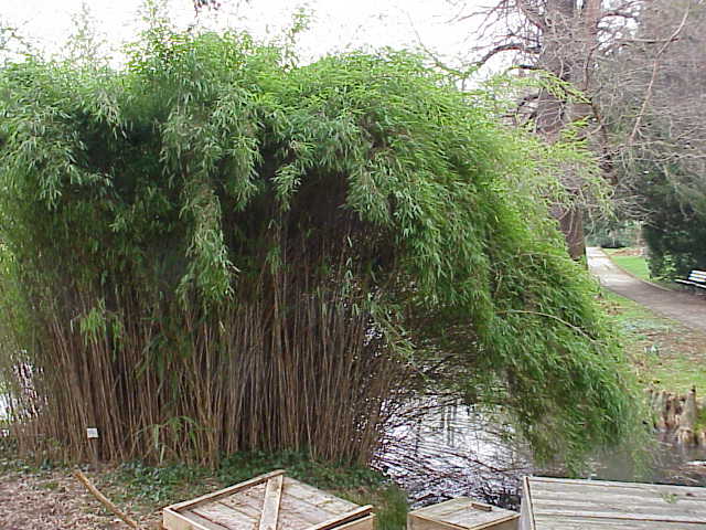 Pseudosasa japonica (Arrow Bamboo)