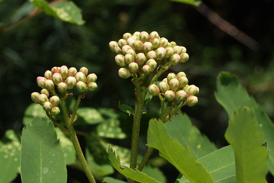 Sorbus sitchensis (Sitka Mountain Ash) (alternate view 10)