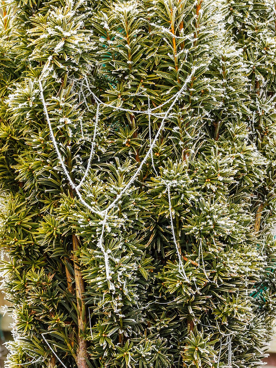 Taxus baccata 'Fastigiata Aurea' (Golden Irish Yew) (alternate view 2)