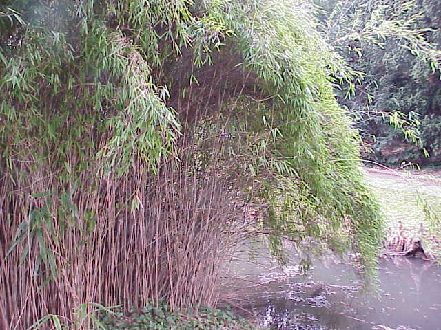 Pseudosasa japonica (Arrow Bamboo)