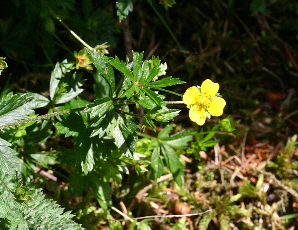 Potentilla erecta (Tormentil)