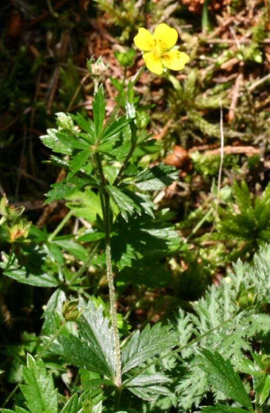 Potentilla erecta (Tormentil)