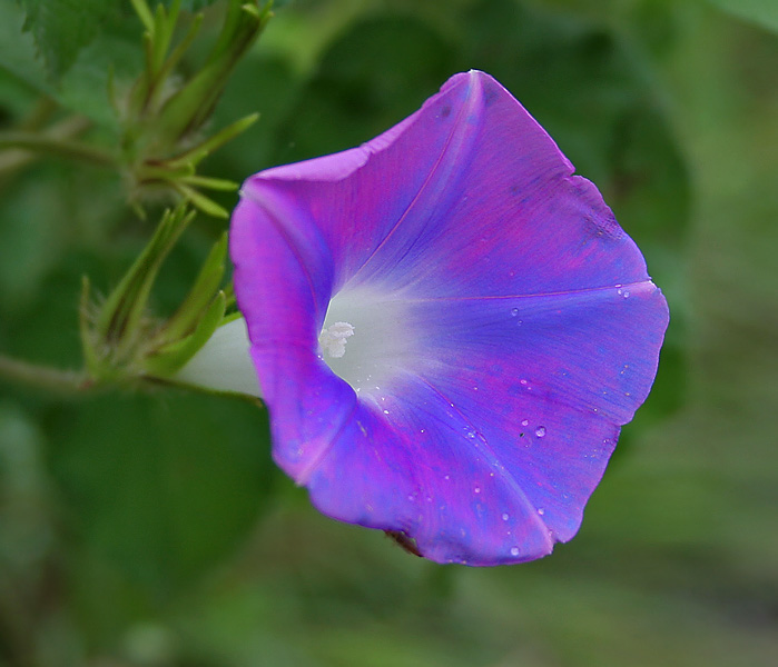 Ipomoea nil, Japanese morning glory — vining deciduous (Convolvulaceae) (image 2 of 10)