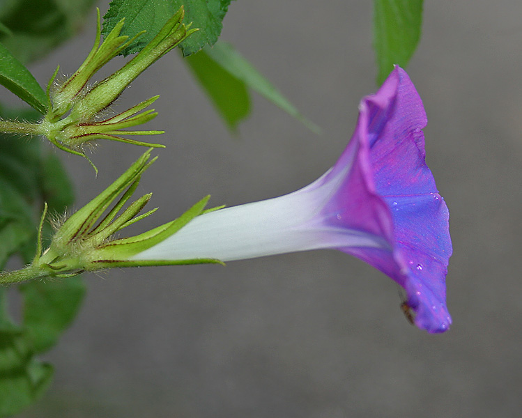Ipomoea nil, Japanese morning glory — vining deciduous (Convolvulaceae) (image 3 of 10)