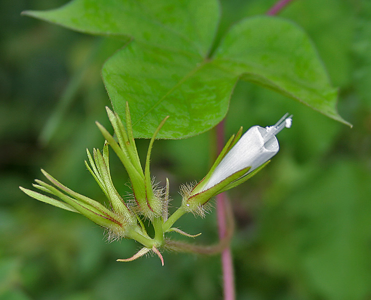 Ipomoea nil, Japanese morning glory — vining deciduous (Convolvulaceae) (image 4 of 10)