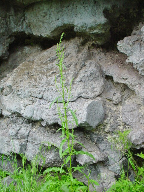Rumex salicifolius (willow dock) (alternate view 7)