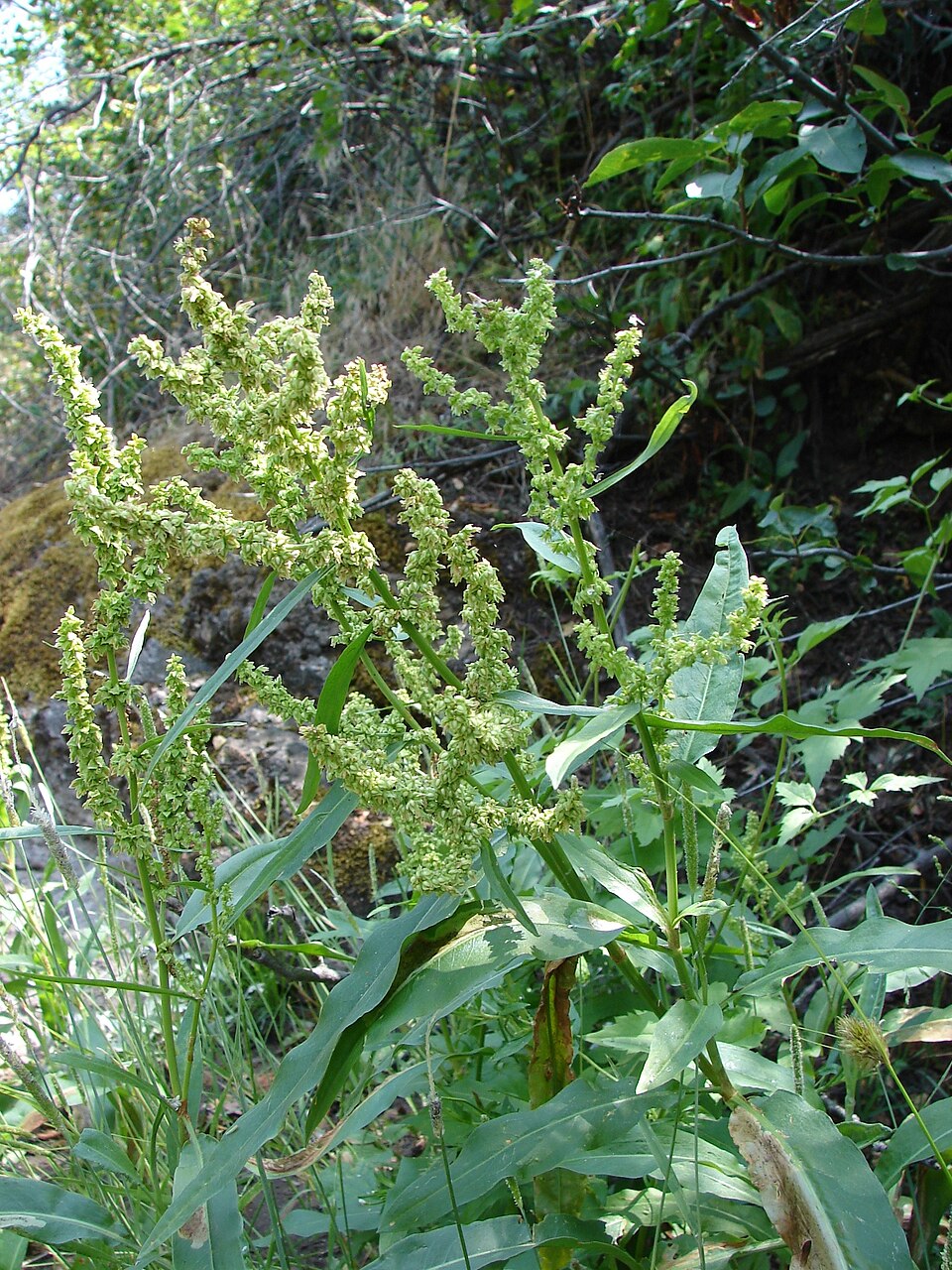 Rumex salicifolius (willow dock) (alternate view 8)