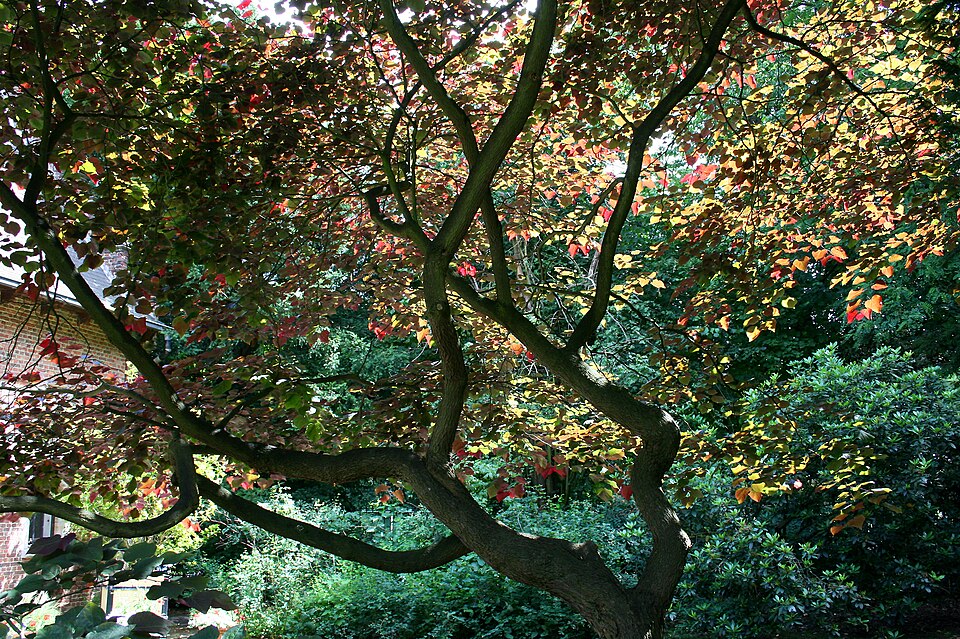 Cercis canadensis 'Forest Pansy' (Forest Pansy redbud)