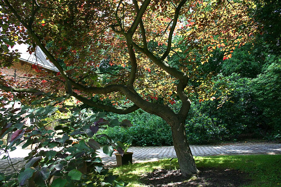 Cercis canadensis 'Forest Pansy' (Forest Pansy redbud) (alternate view 2)