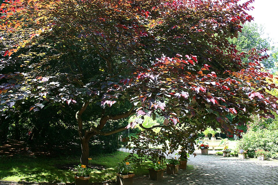 Cercis canadensis 'Forest Pansy' (Forest Pansy redbud) (alternate view 3)