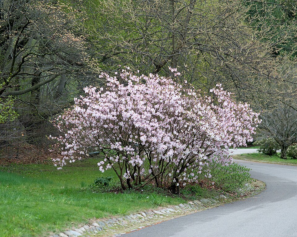 Rhododendron schlippenbachii (royal azalea) (alternate view 9)