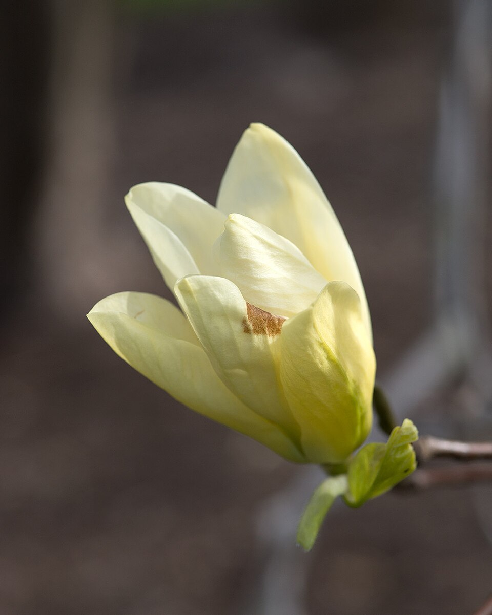 Magnolia 'Elizabeth' (Elizabeth Magnolia)