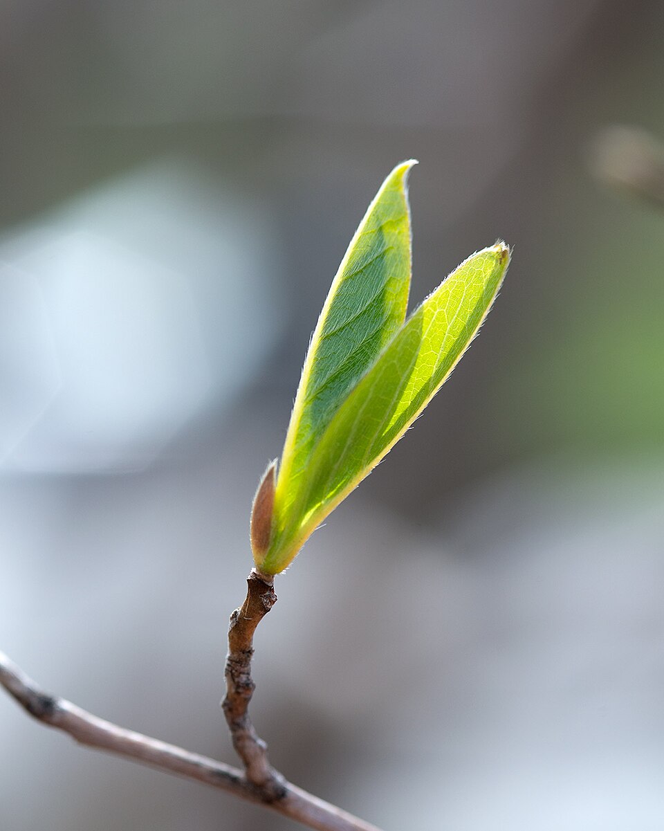Stewartia pseudocamellia (Japanese stewartia) (alternate view 8)