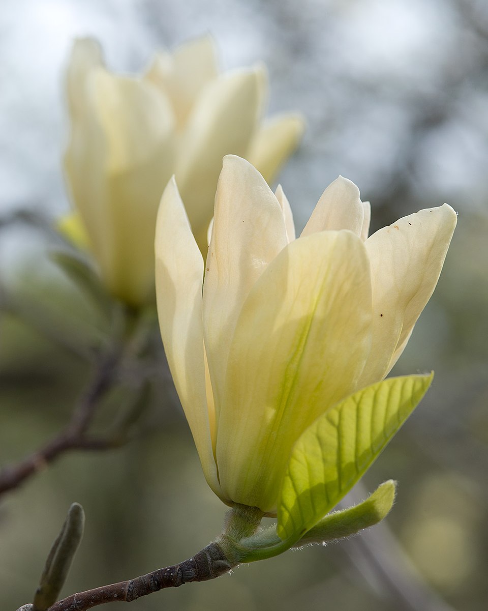 Magnolia 'Elizabeth' (Elizabeth Magnolia) (alternate view 2)