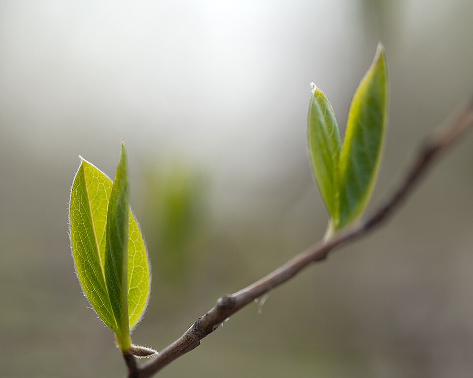 Stewartia pseudocamellia (Japanese stewartia) (alternate view 9)