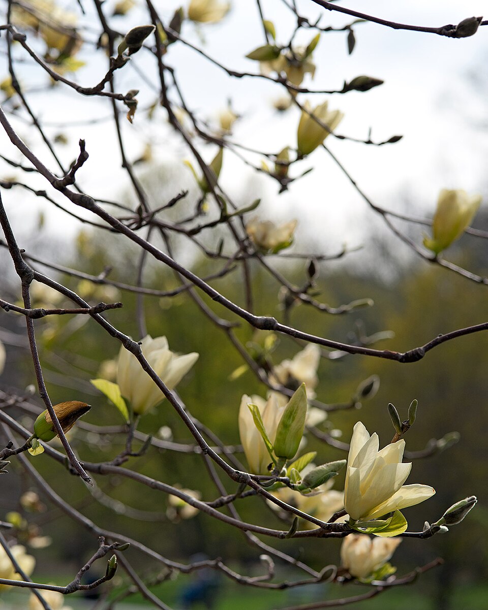 Magnolia 'Elizabeth' (Elizabeth Magnolia) (alternate view 3)