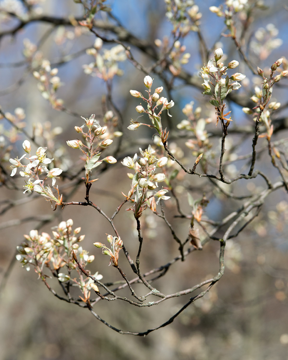 Amelanchier canadensis, Shadblow serviceberry — upright deciduous (Rosaceae) (image 9 of 10)
