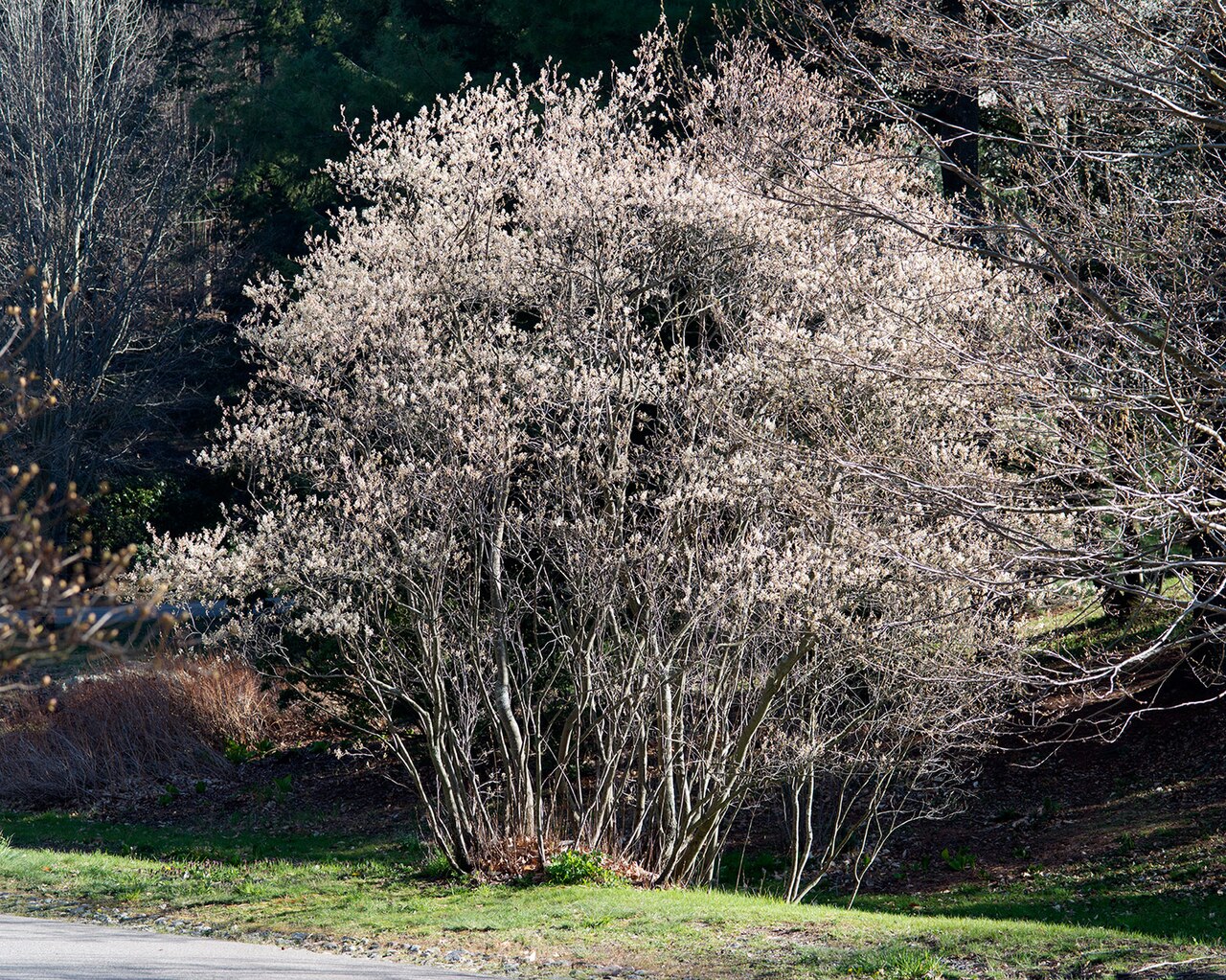 Amelanchier canadensis, Shadblow serviceberry — upright deciduous (Rosaceae) (image 10 of 10)