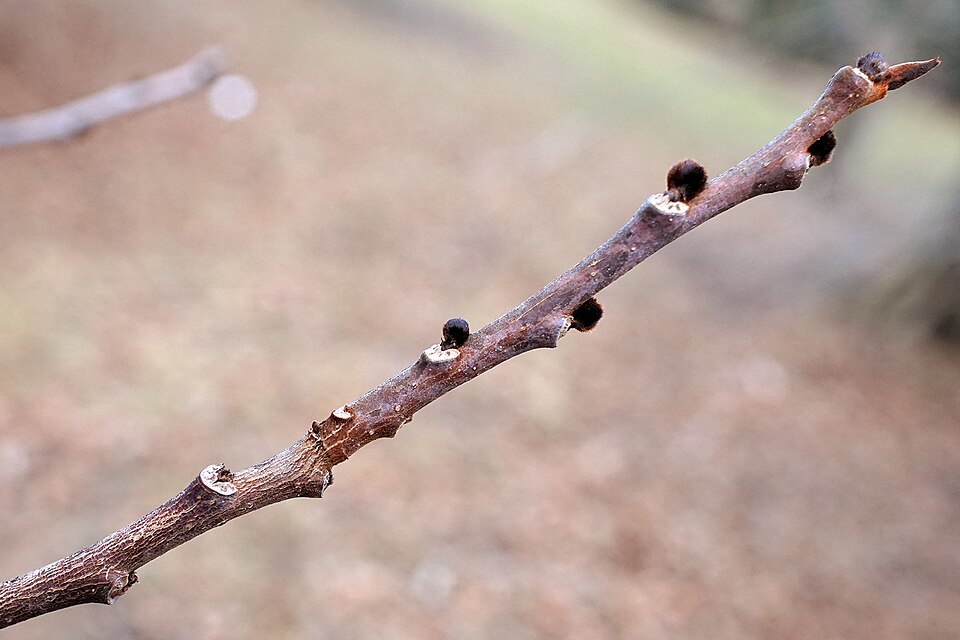 Asimina triloba (Pawpaw) (alternate view 4)