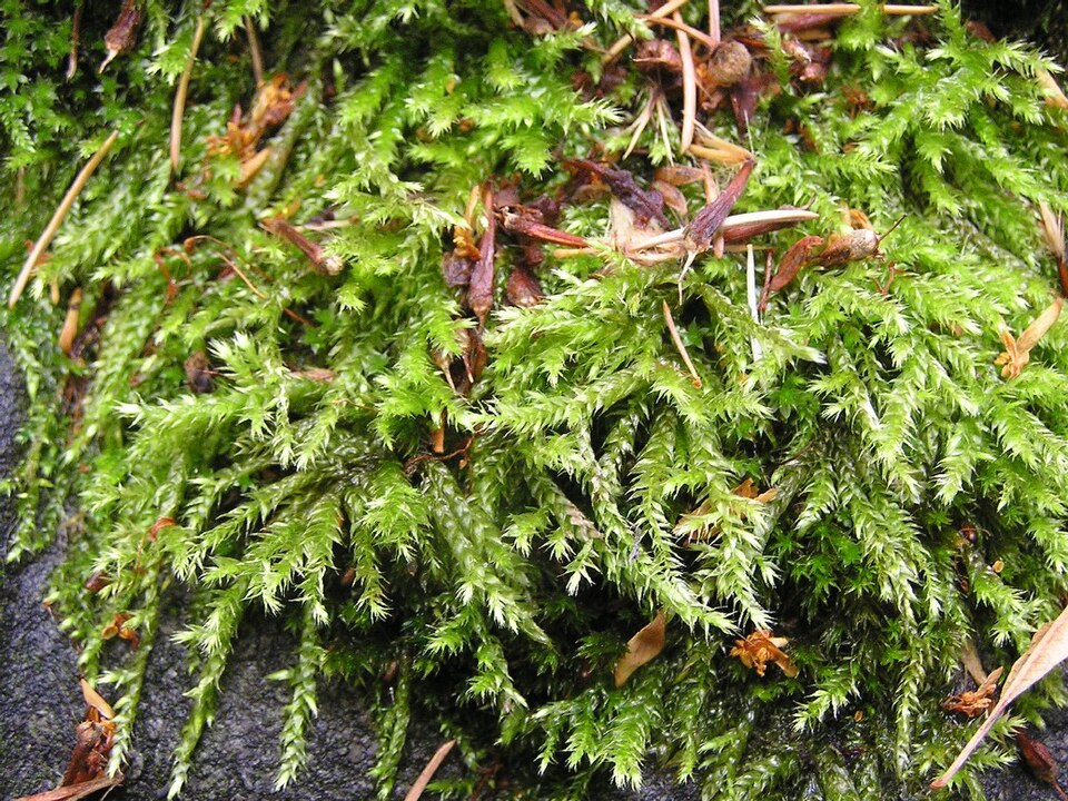 Brachythecium rutabulum (Rough-stalked Feather-moss)