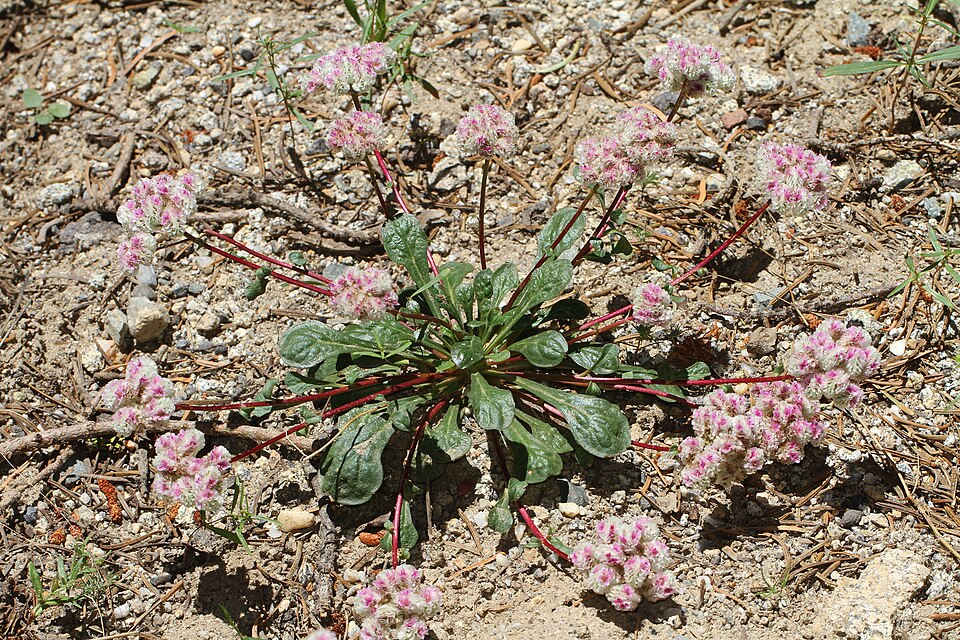 Calyptridium monospermum (One-seeded Pussypaws) (alternate view 8)