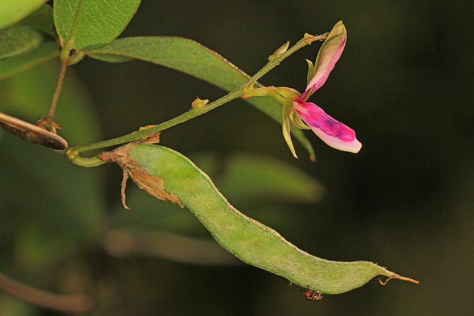 Galactia (Milkpeas) (alternate view 4)