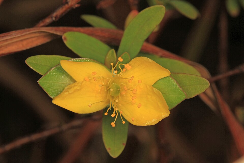 Hypericum hypericoides (St. Andrew's cross) (alternate view 10)