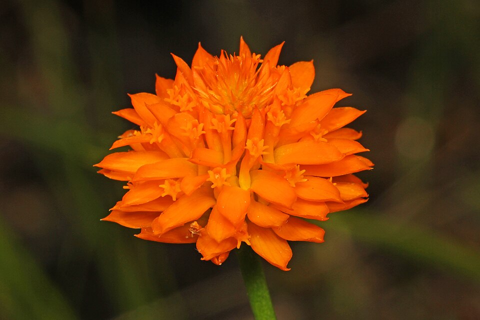 Senega lutea (orange milkwort) (alternate view 7)