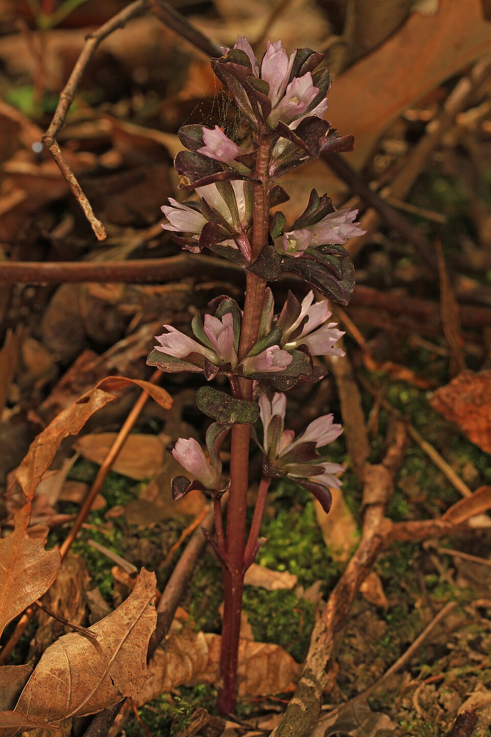 Obolaria virginica (pennywort) (alternate view 8)