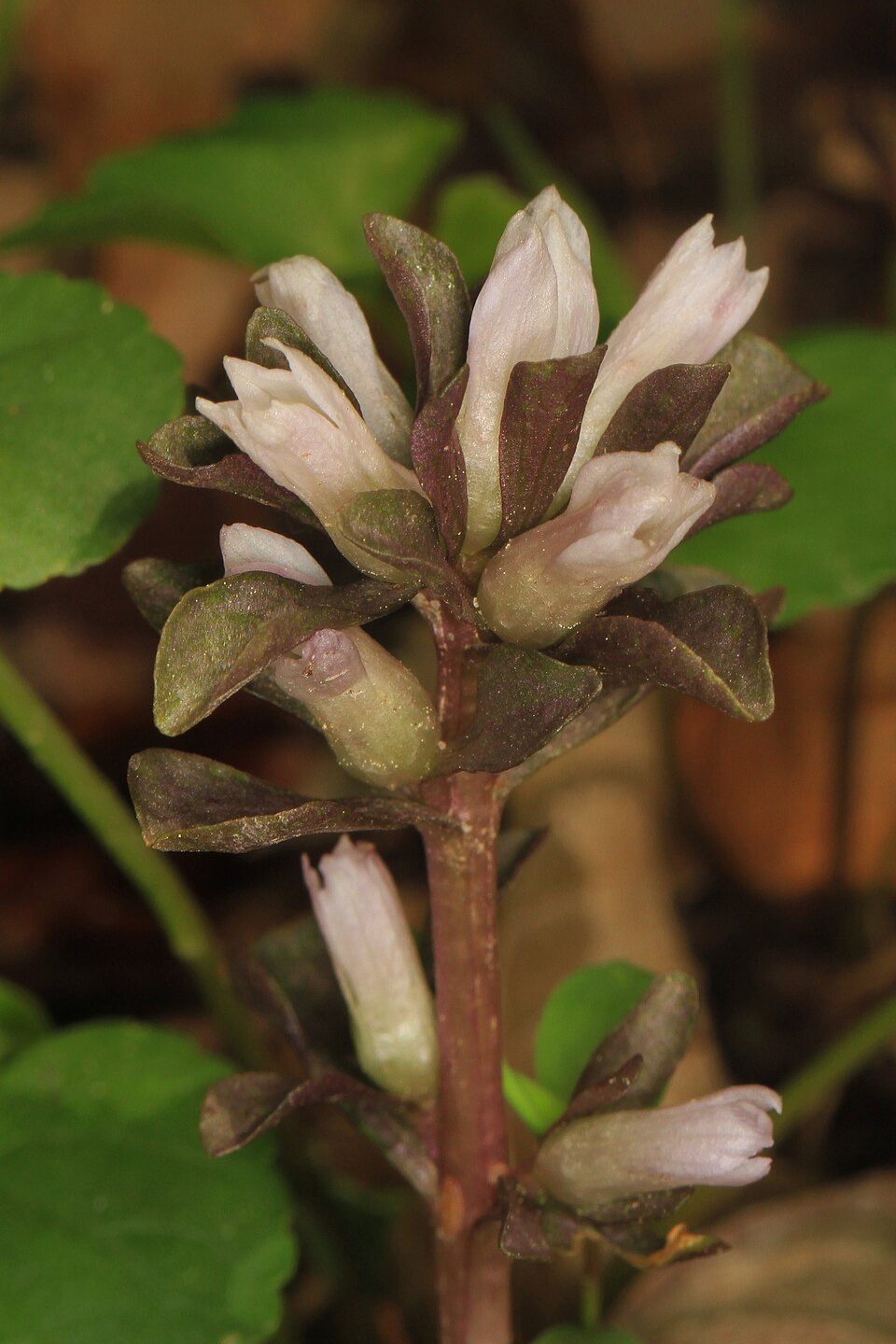 Obolaria virginica (pennywort) (alternate view 9)