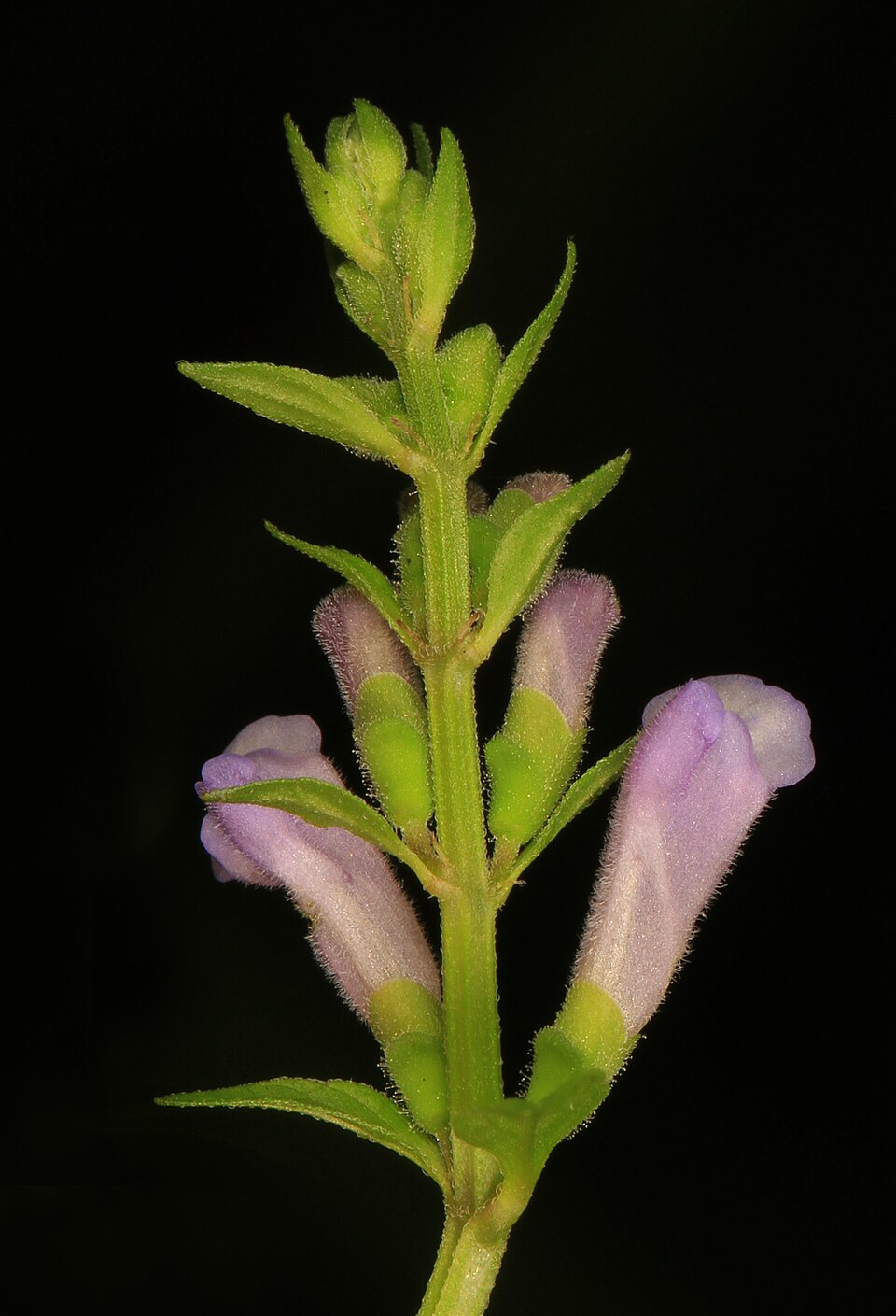 Scutellaria lateriflora (side-flowering skullcap) (alternate view 9)