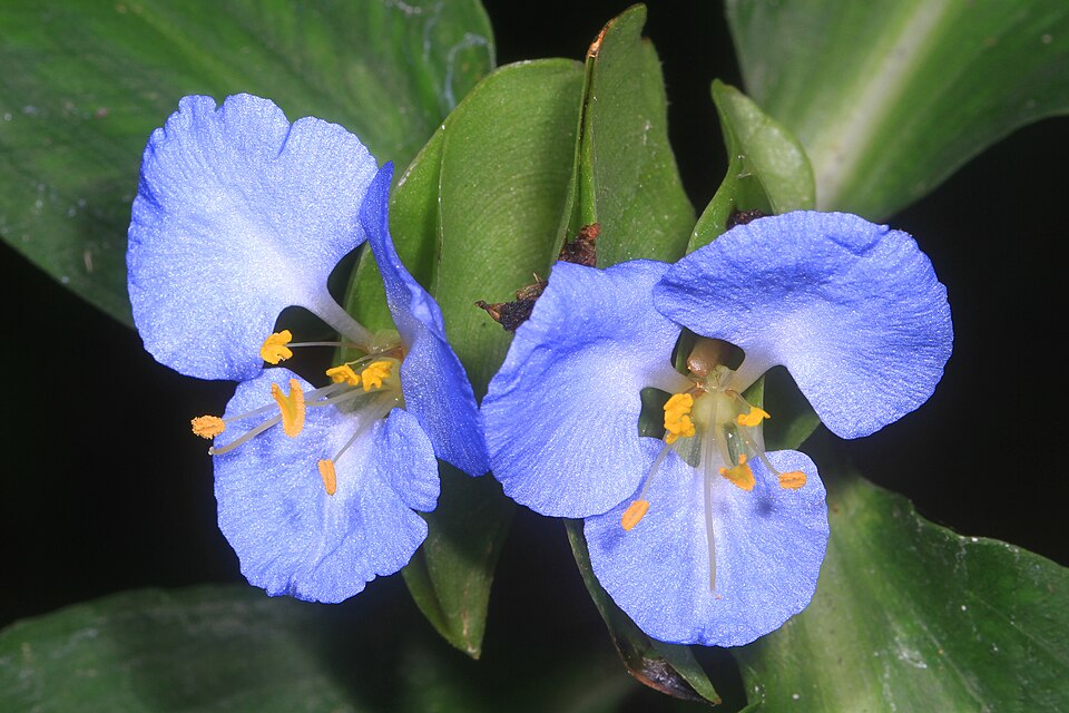 Commelina virginica (Virginia Dayflower) (alternate view 5)