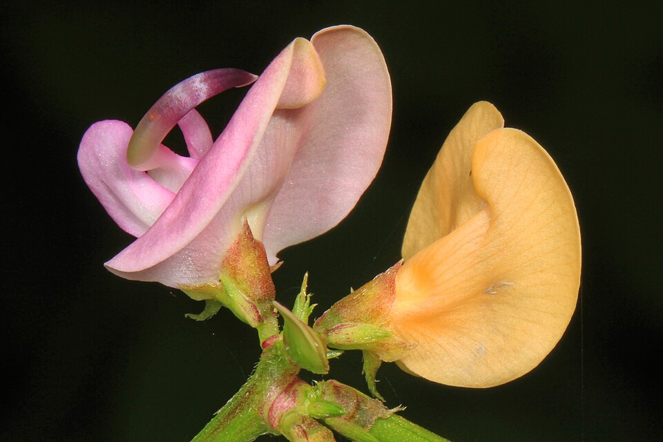 Strophostyles helvola (trailing fuzzy-bean) (alternate view 8)