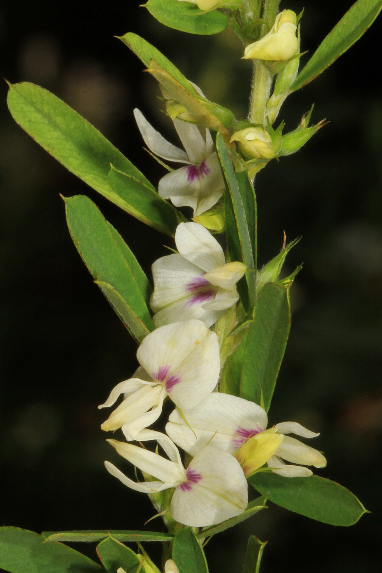 Lespedeza bicolor, Shrubby bush clover — spreading deciduous (Fabaceae) (image 7 of 10)