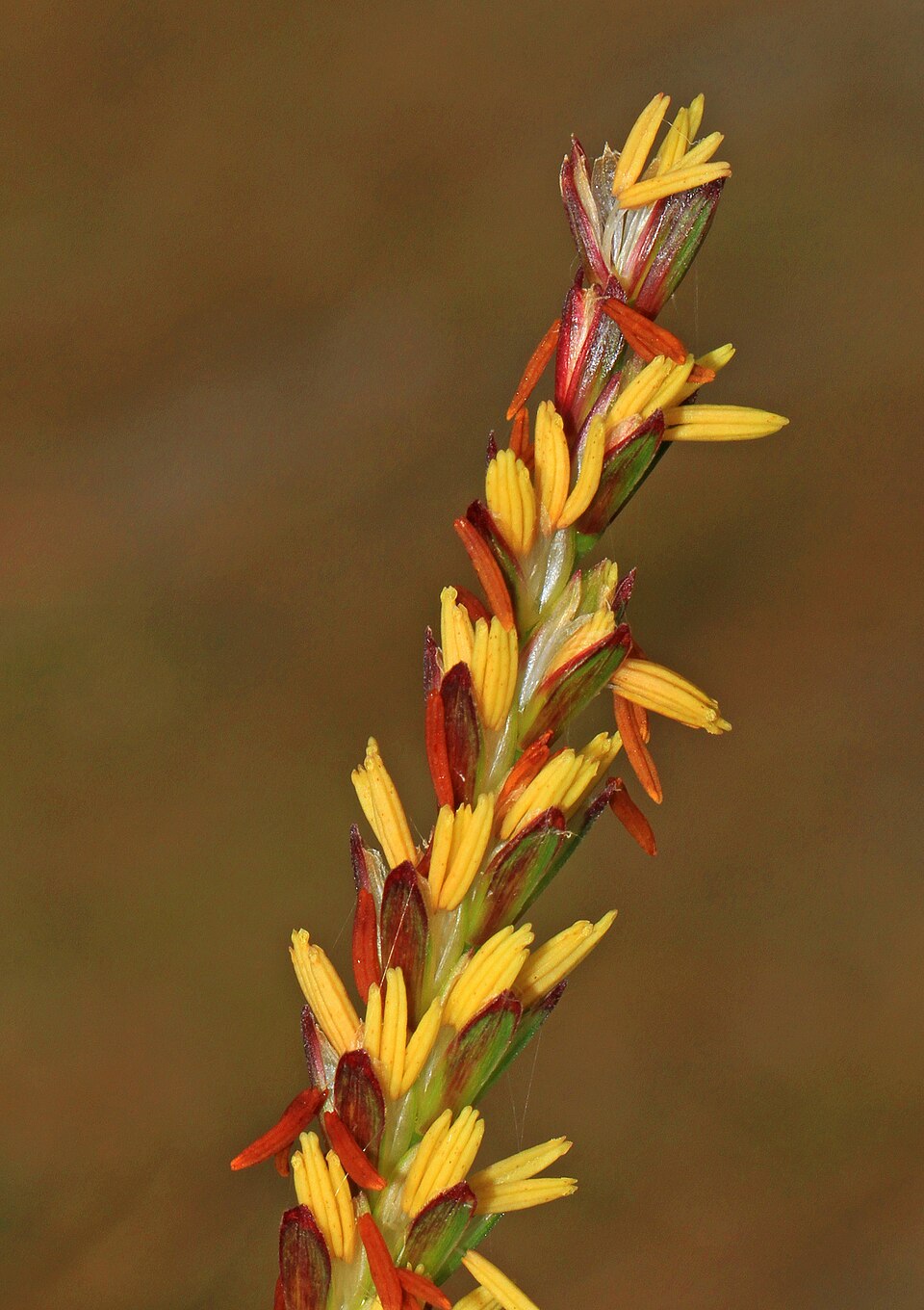 Tripsacum dactyloides (eastern gamagrass) (alternate view 7)
