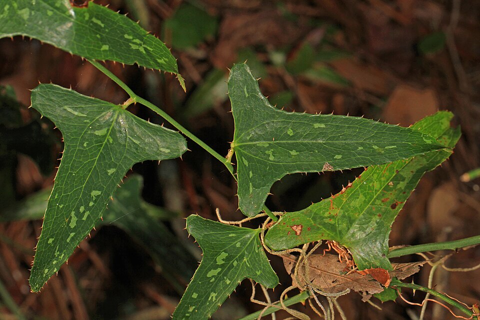 Smilax bona-nox (saw greenbrier)
