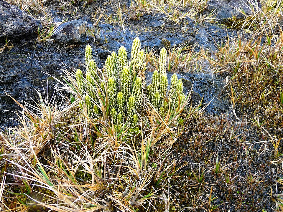 Lycopodium (ground and creeping clubmosses) (alternate view 2)