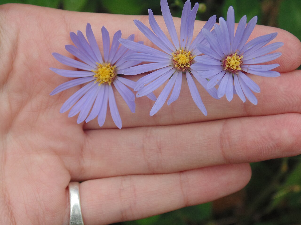 Aster frikartii, Frikart's aster — clumping deciduous (Asteraceae) (image 3 of 10)