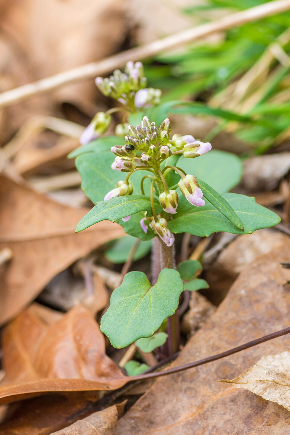 Cardamine douglassii (Purple Cress) (alternate view 10)