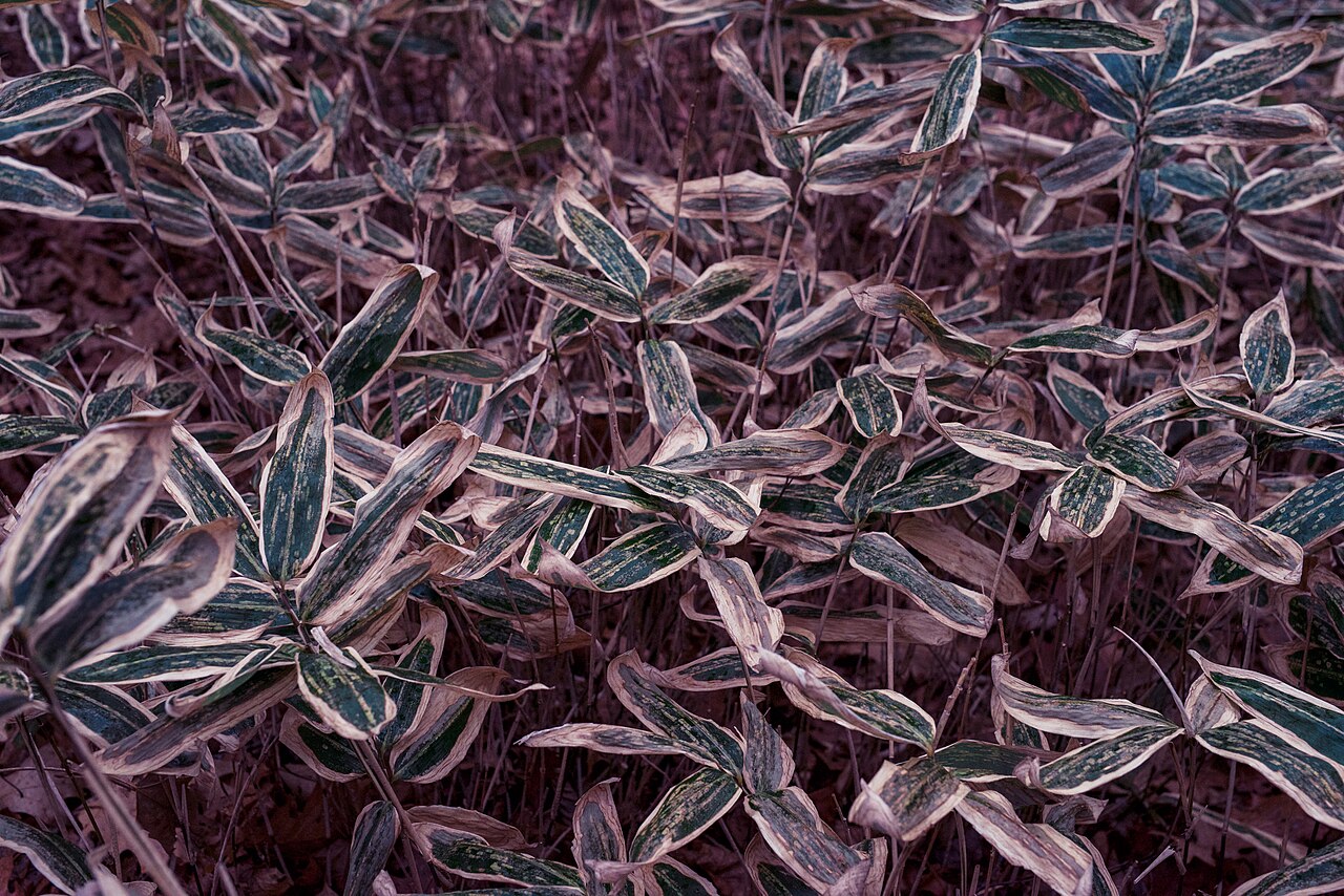 Sasa veitchii, Kuma bamboo grass — spreading evergreen (Poaceae) (image 9 of 9)