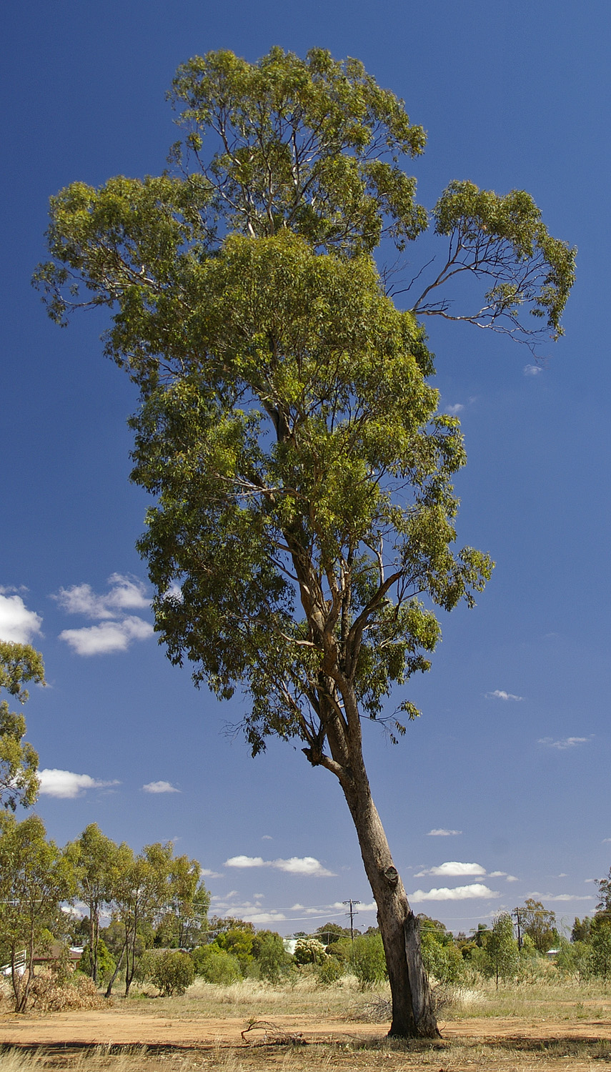Eucalyptus melliodora (Yellow Box) (alternate view 9)