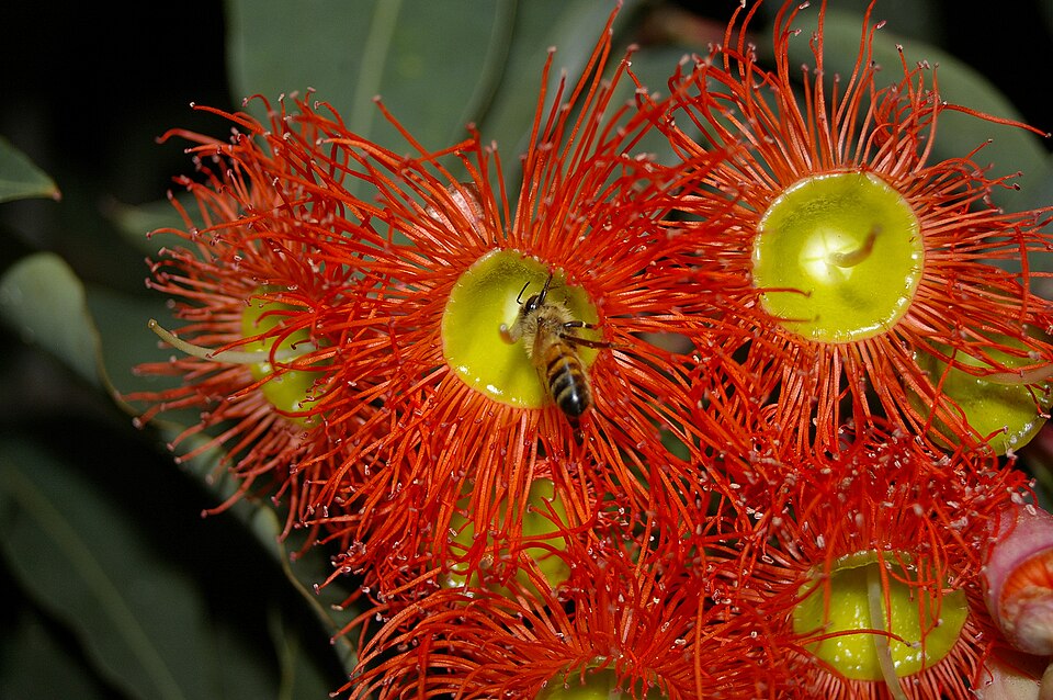 Corymbia ficifolia (Red-flowering gum) (alternate view 7)