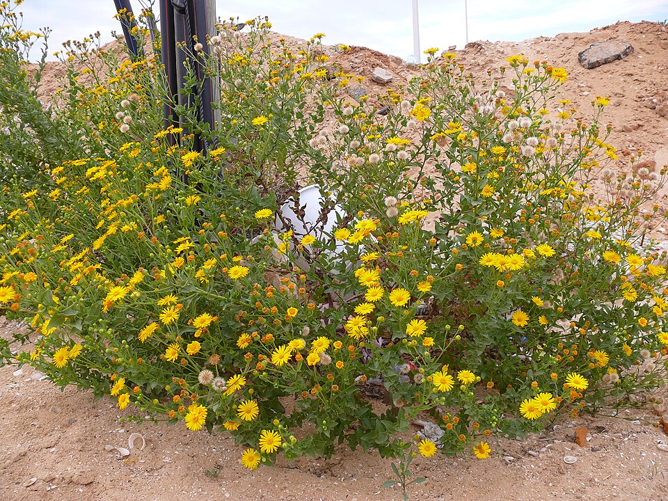 Heterotheca subaxillaris (Camphorweed)