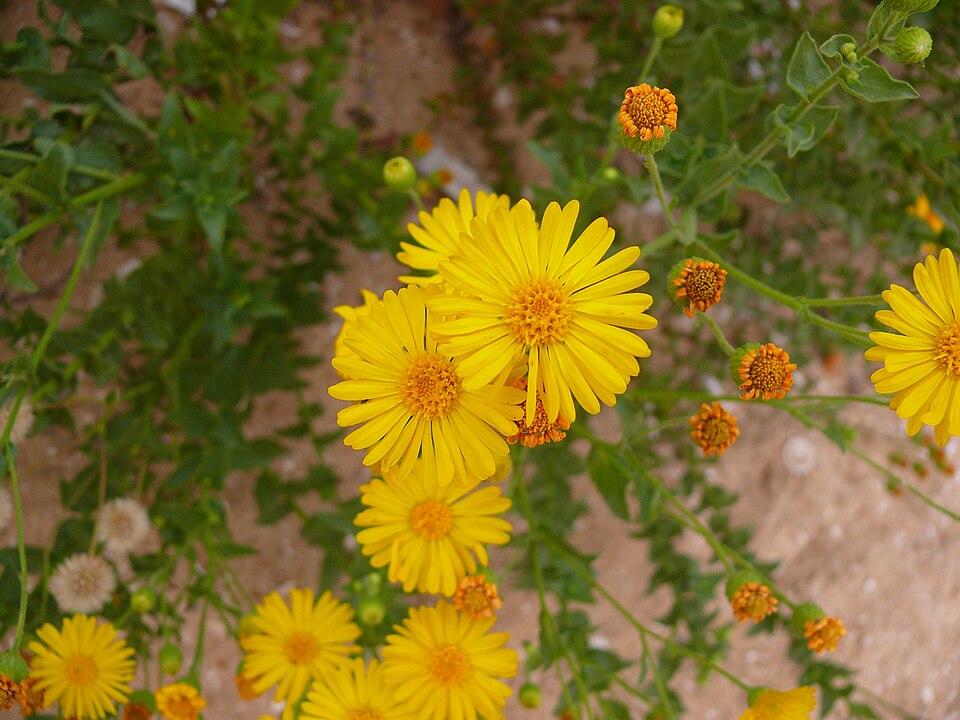 Heterotheca subaxillaris (Camphorweed)