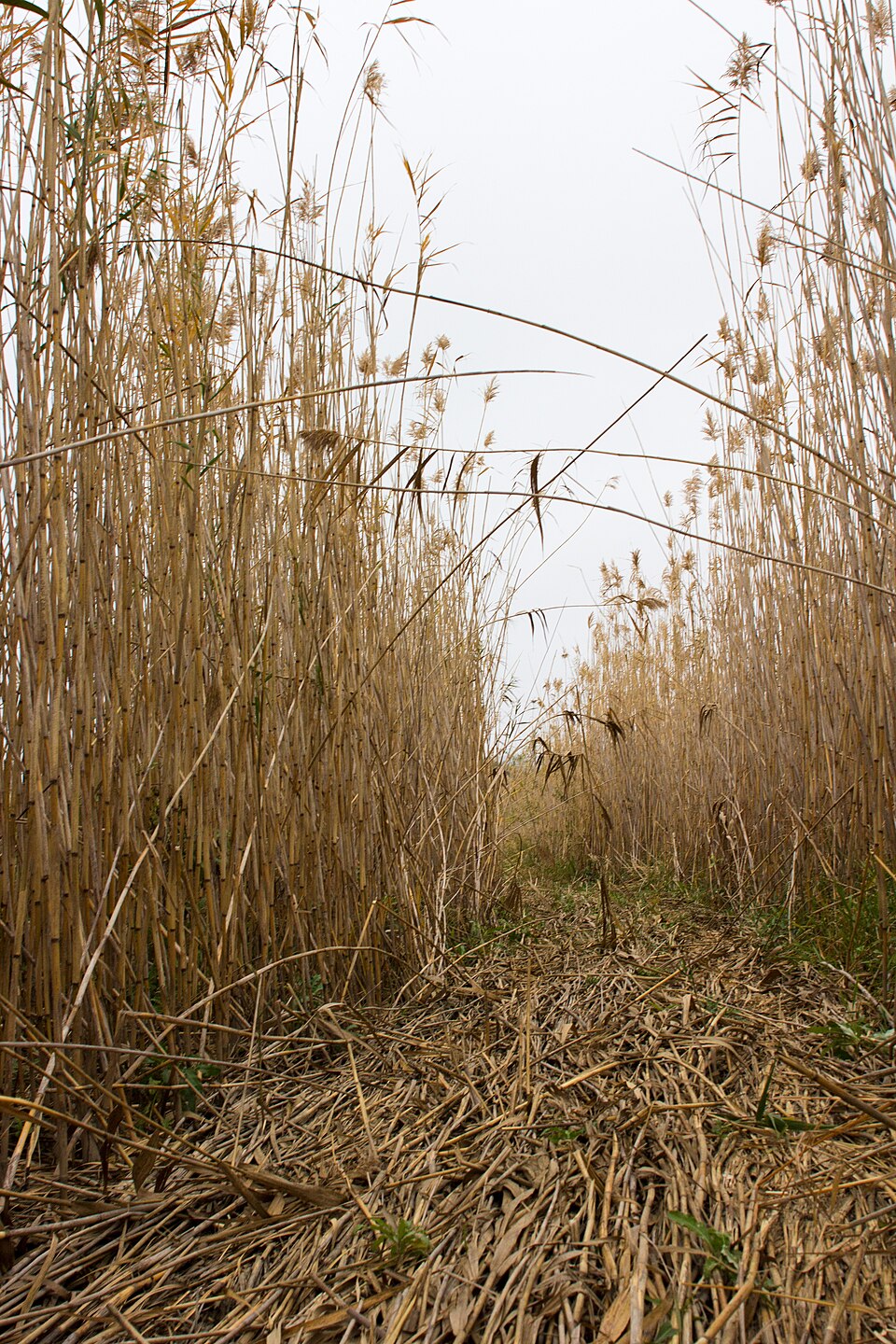 Scirpus (Scirpus Bulrushes) (alternate view 11)