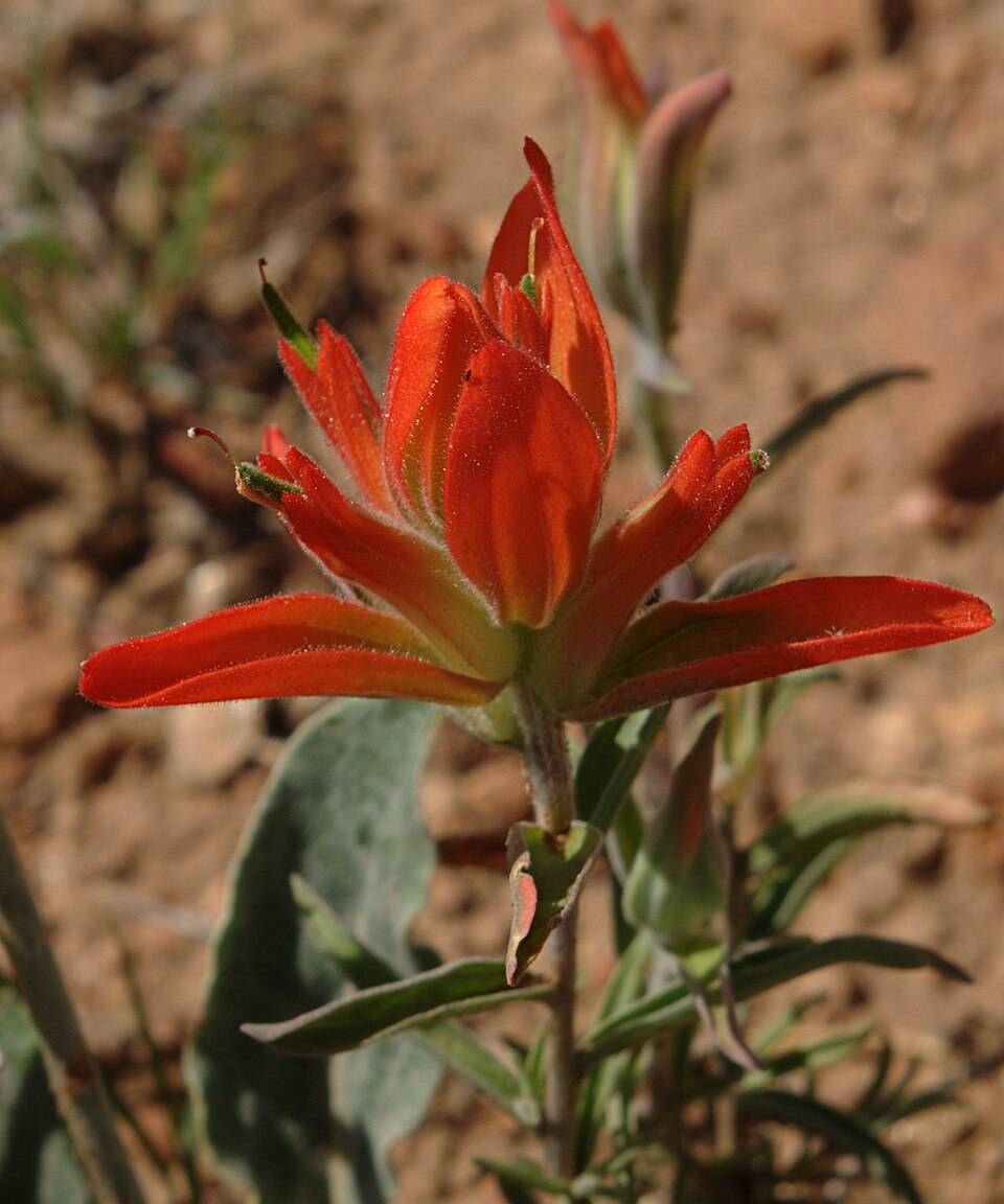 Castilleja integra (Wholeleaf Paintbrush) (alternate view 7)