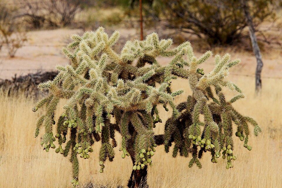 Cylindropuntia fulgida (Chain-fruit Cholla) (alternate view 9)
